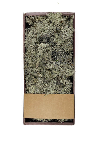 Natural Grey Moss - Bulk - 1.5 lbs