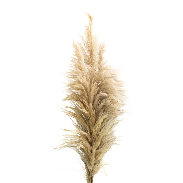 Pampas Grass Natural 6 Stem Bunch Bella Marie
