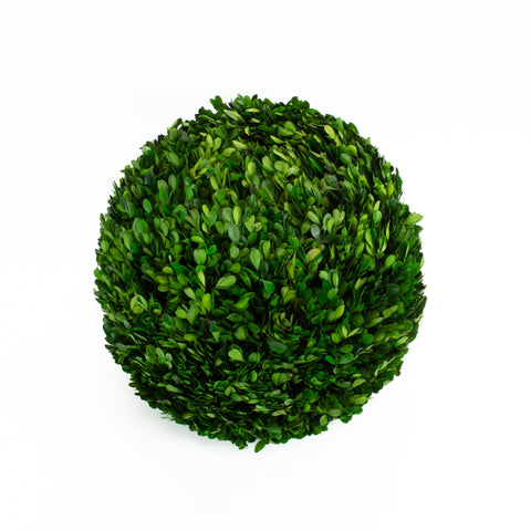 Boxwood Ball Preserved - 16 Inch