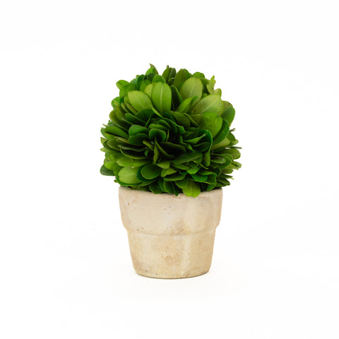 Preserved Boxwood Mini Ball In Pot - 4 Inch (Set of 6)