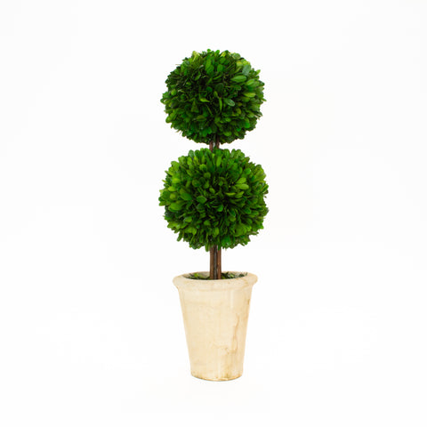 Preserved Boxwood Double Ball Topiary - 20 Inch