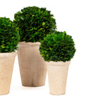 Preserved Boxwood Balls Potted - Set of 3 pieces