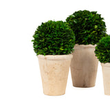 Preserved Boxwood Balls Potted - Set of 3 pieces