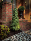 UV Boxwood Cone 48" Topiary