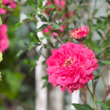 Zinnia Flower and Bloom Stem - 26 Inch - Pink - Set of 6