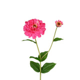 Zinnia Flower and Bloom Stem - 26 Inch - Pink - Set of 6