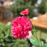 Zinnia Flower and Bloom Stem - 26 Inch - Pink - Set of 6