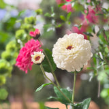 Zinnia Flower and Bloom Stem - 26 Inch - White - Set of 6