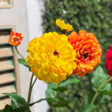 Zinnia Flower and Bloom Stem - 26 Inch - Yellow - Set of 6