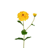 Zinnia Flower and Bloom Stem - 26 Inch - Yellow - Set of 6
