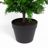 Leyland Cypress - 36 Inch