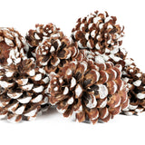 Pine Cone Pinea - White Tipped - 12 Pieces