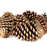 Pine Cone Martima - Burg/Gold Tipped - 12 Pieces