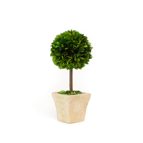 Preserved Square Pot Boxwood Topiary - 12 Inch