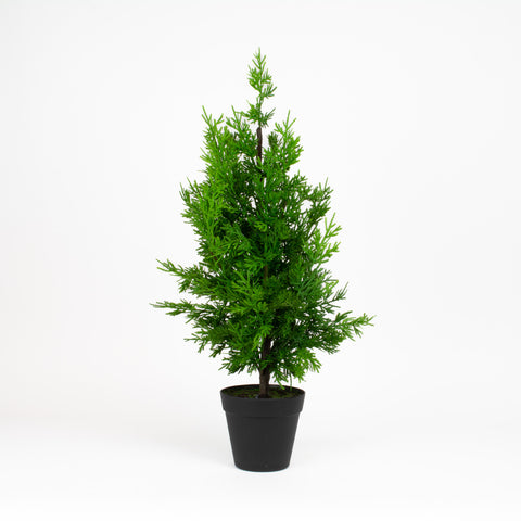 Leyland Cypress - 24 Inch