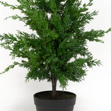 Leyland Cypress - 36 Inch