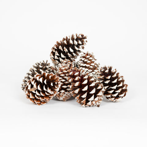 Pine Cone Martima - White Tipped - 12 Pieces