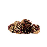Pine Cone Maritima - Burg/Gold Tip - 12 Pieces