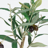 Olive Leaf Tree - 12 Inch
