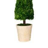 Preserved Boxwood Topiary Cone - 43 Inch