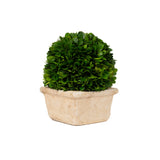 Preserved Boxwood Ball In Square Pot - 8 Inch