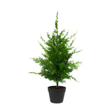 Leyland Cypress - 36 Inch