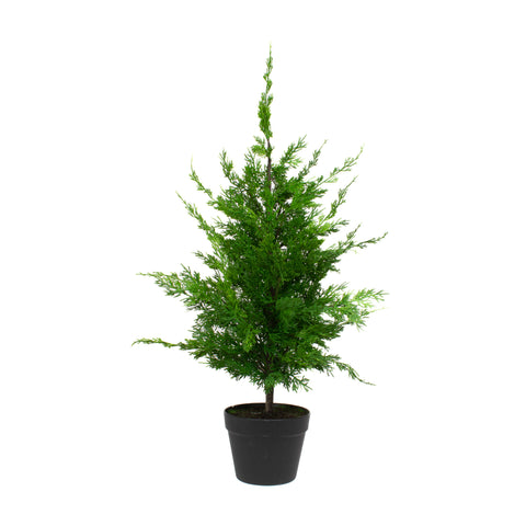 Leyland Cypress - 36 Inch
