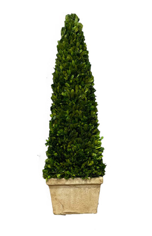 Preserved Boxwood Obelisk Topiary - 9 X 33.5 Inch