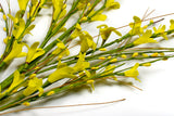 Golden Forsythia Spray- 6 pieces