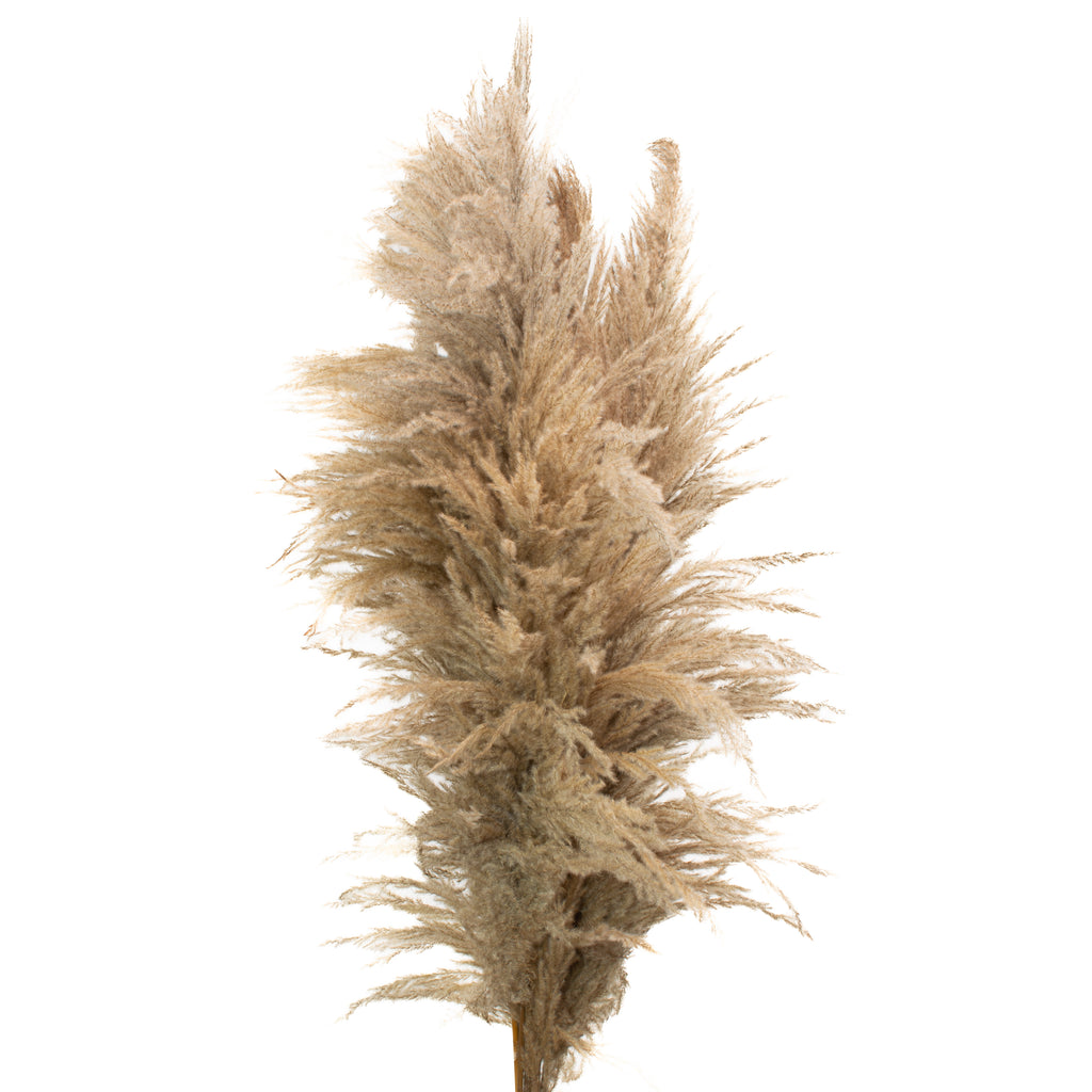 Natural Pampas Plumes