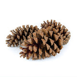 Pine Cone Martima - Natural - 12 Pieces