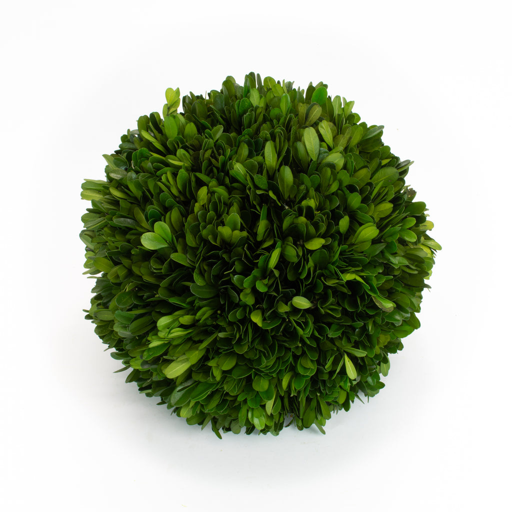 Boxwood Ball Preserved - 10 Inch