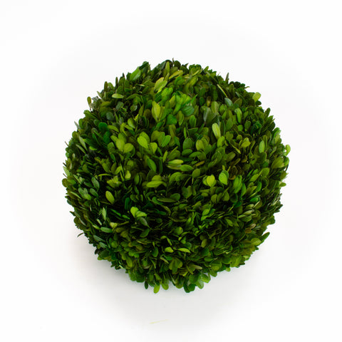 Boxwood Ball Preserved - 12 Inch