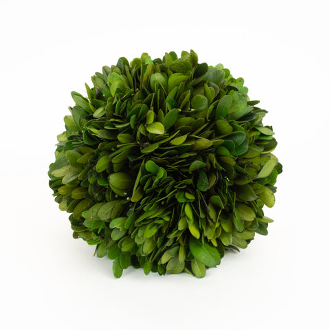 Preserved Boxwood Ball - 6 Inch