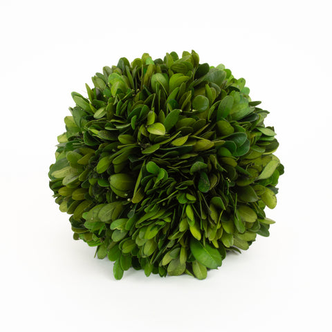 Boxwood Ball Preserved - 6 Inch