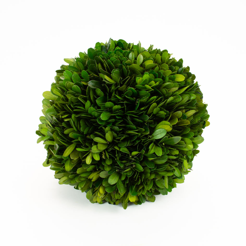 Boxwood Ball Preserved - 8 Inch