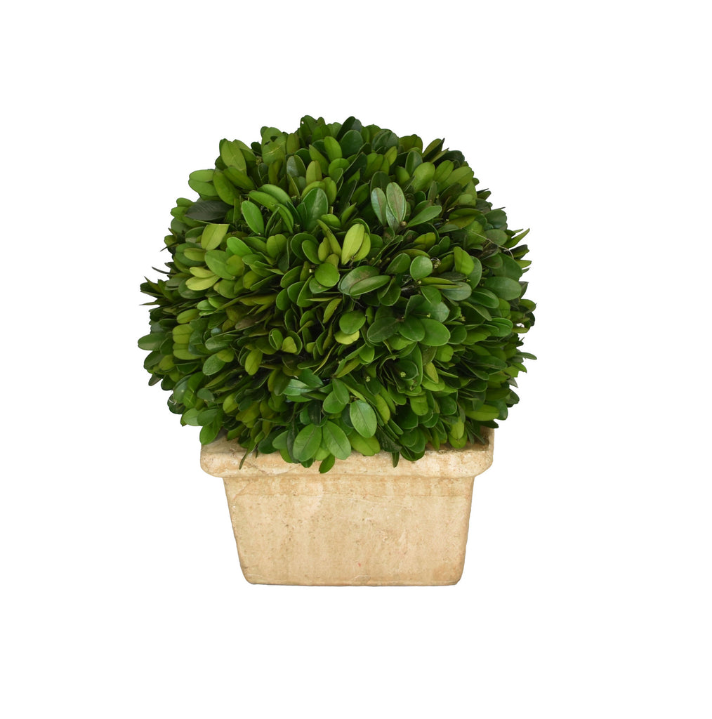Preserved Boxwood 8 Inch Ball - Square Pot