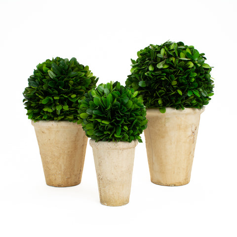 Preserved Boxwood Balls Potted - Set of 3 pieces