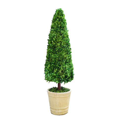 Preserved Boxwood Cone Topiary - 43 Inch