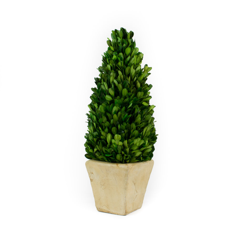 Preserved Boxwood Cone Topiary - Square Pot - 16 Inch