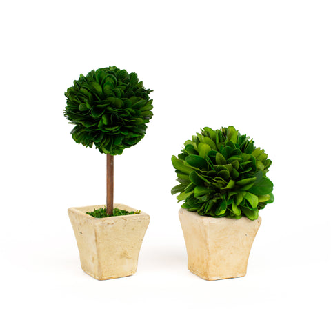 Preserved Boxwood Mini Topiary - 4 Piece Set