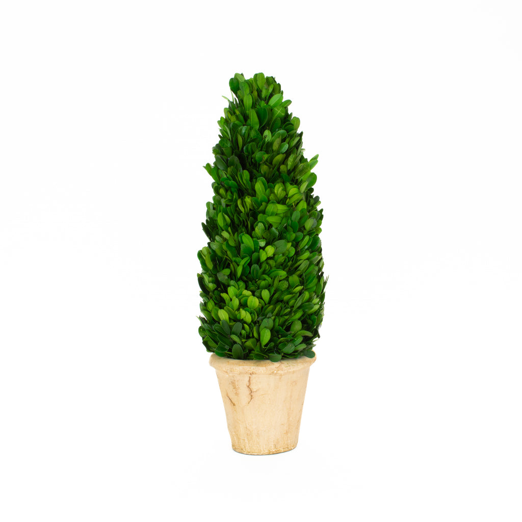 Preserved Boxwood Cone Topiary - 16 Inch