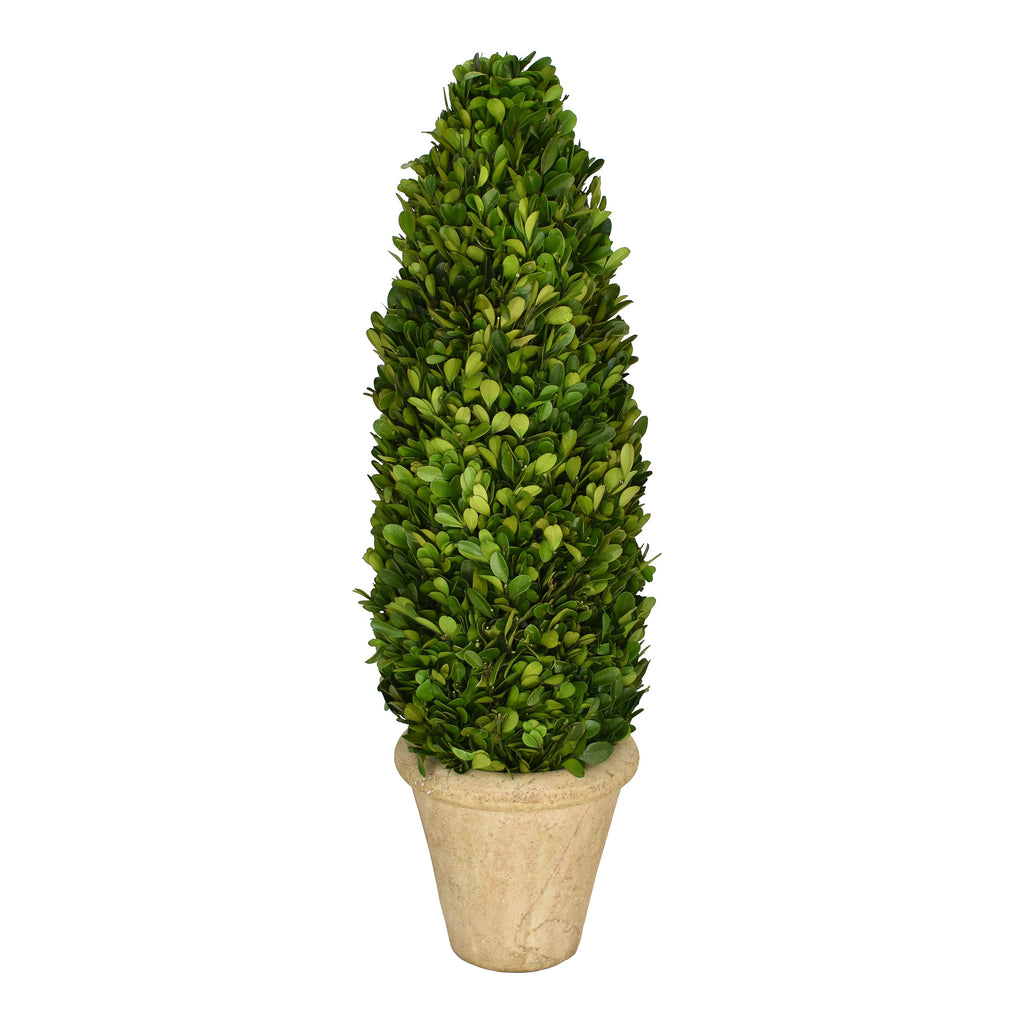 Preserved Boxwood Cone Topiary - 24 Inch
