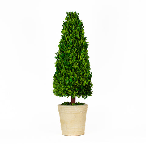 Preserved Boxwood Cone Topiary - 30 Inch