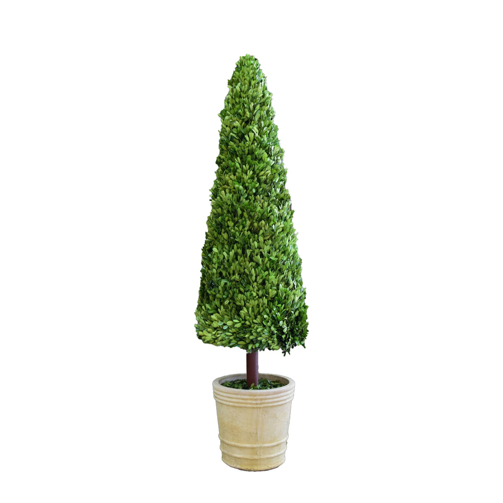 Preserved Boxwood Cone Topiary - 59 Inch