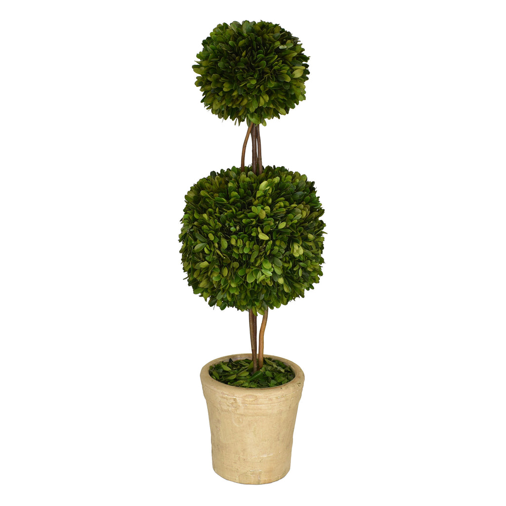Preserved Boxwood Double Ball Topiary - 30 Inch