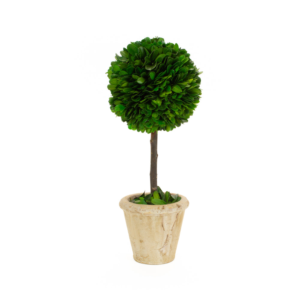 Preserved Boxwood Single Ball Topiary - 12 Inch