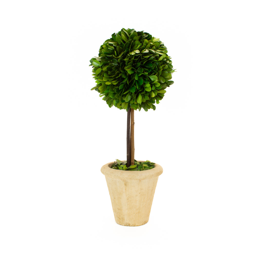Preserved Boxwood Single Ball Topiary - 16 Inch