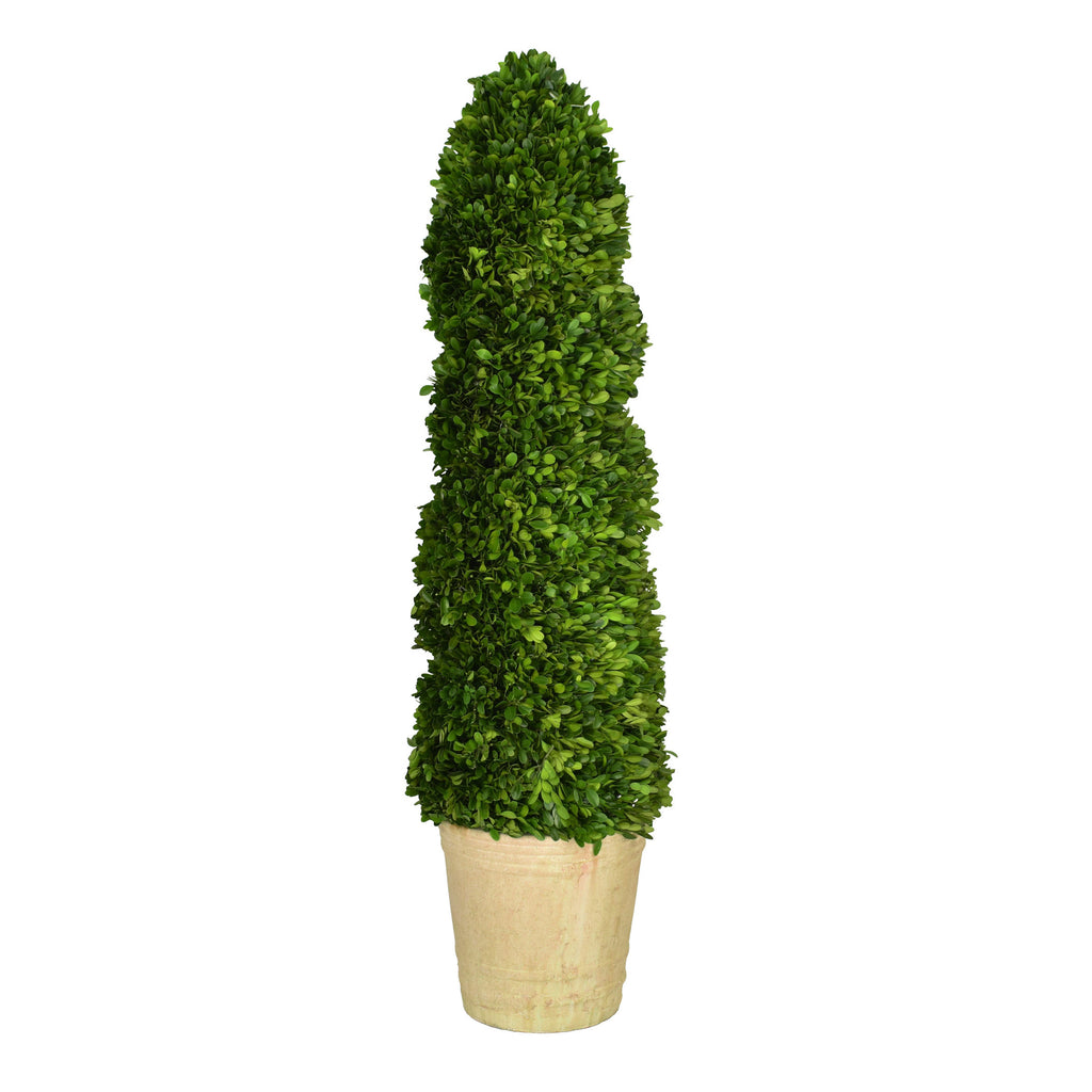 Preserved Boxwood Spiral Topiary - 43 Inch
