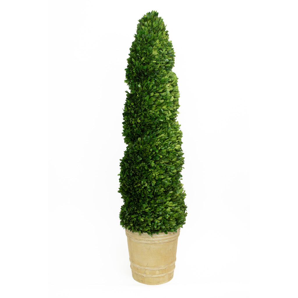 Preserved Boxwood Spiral Topiary - 51 Inch